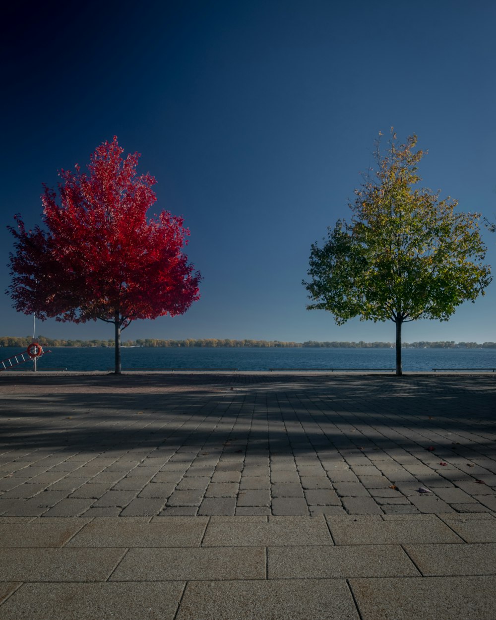 a couple of trees that are standing in the street
