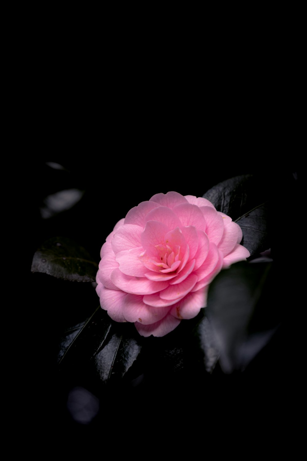 a pink flower with green leaves on a black background