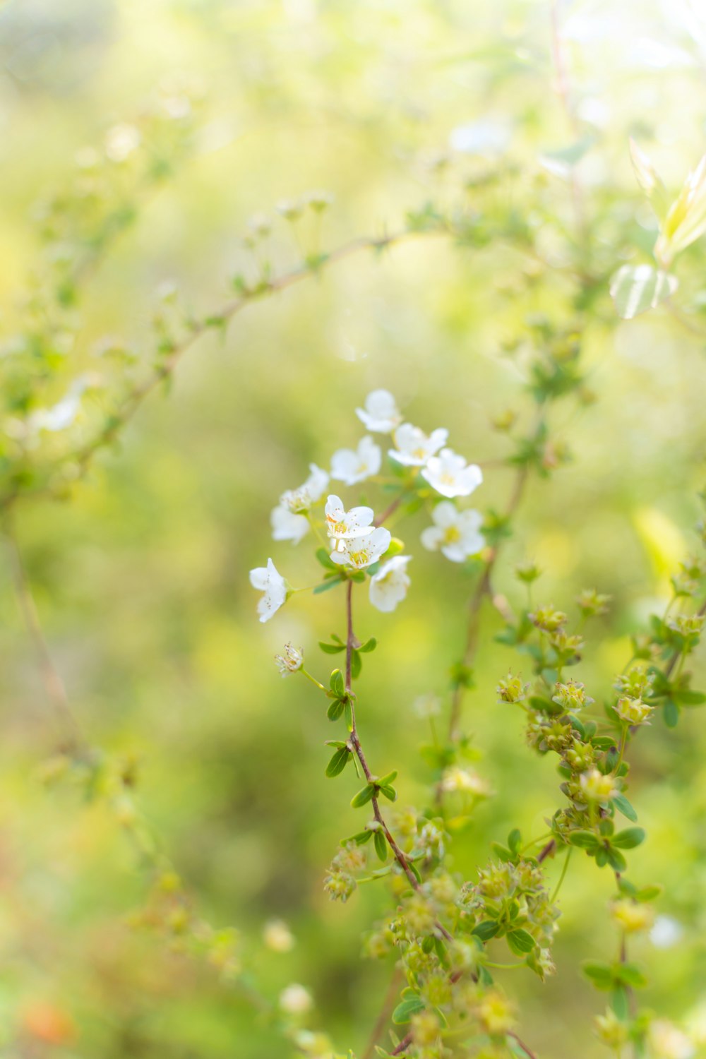 a close up of a plant with white flowers