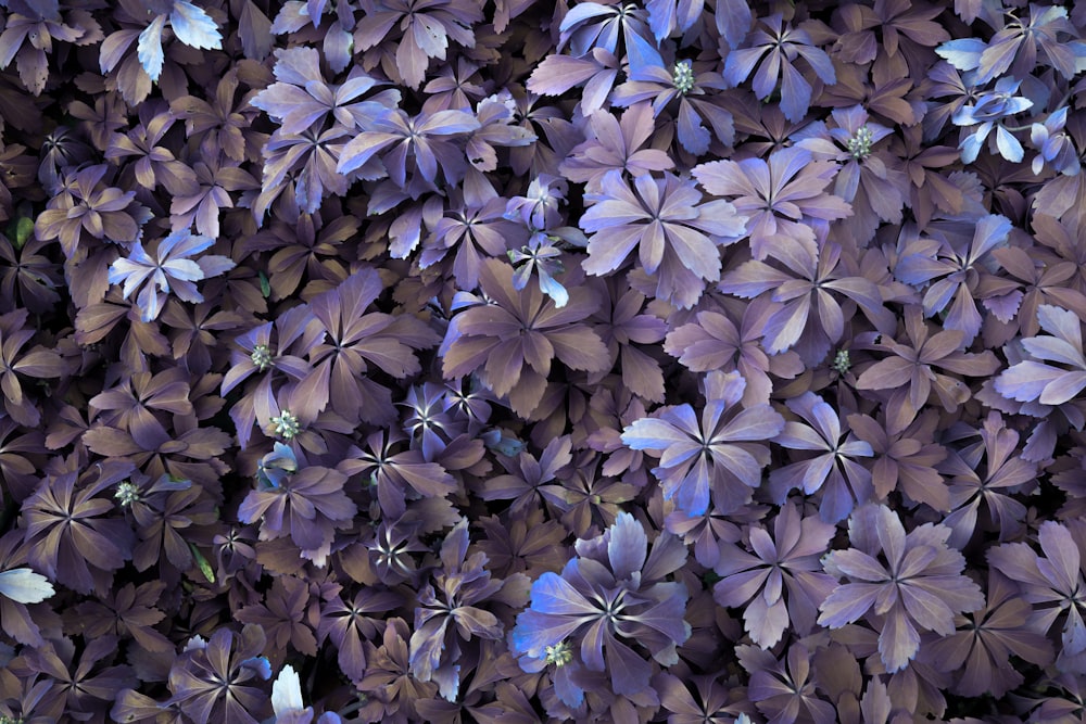 a bunch of purple flowers that are on a wall