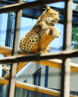 A leopard rests on a wooden beam inside an enclosure, with a mesh fence and structure visible in the background. The leopard's rosette-patterned fur is prominent, and it appears relaxed as it looks into the distance.