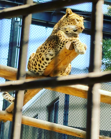 A leopard rests on a wooden beam inside an enclosure, with a mesh fence and structure visible in the background. The leopard's rosette-patterned fur is prominent, and it appears relaxed as it looks into the distance.