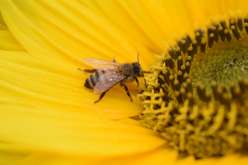 a bee is sitting on a sunflower