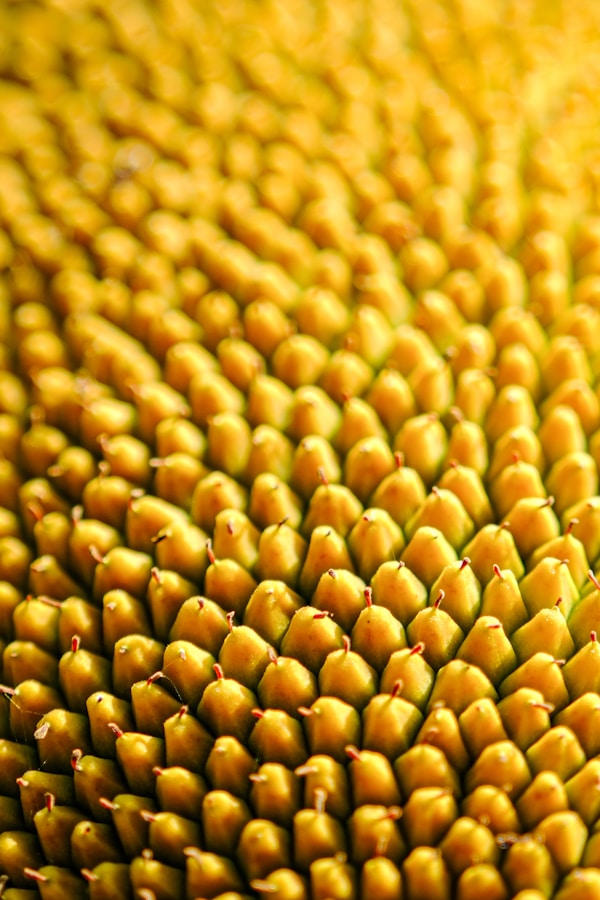 A close up view of the center of a sunflower