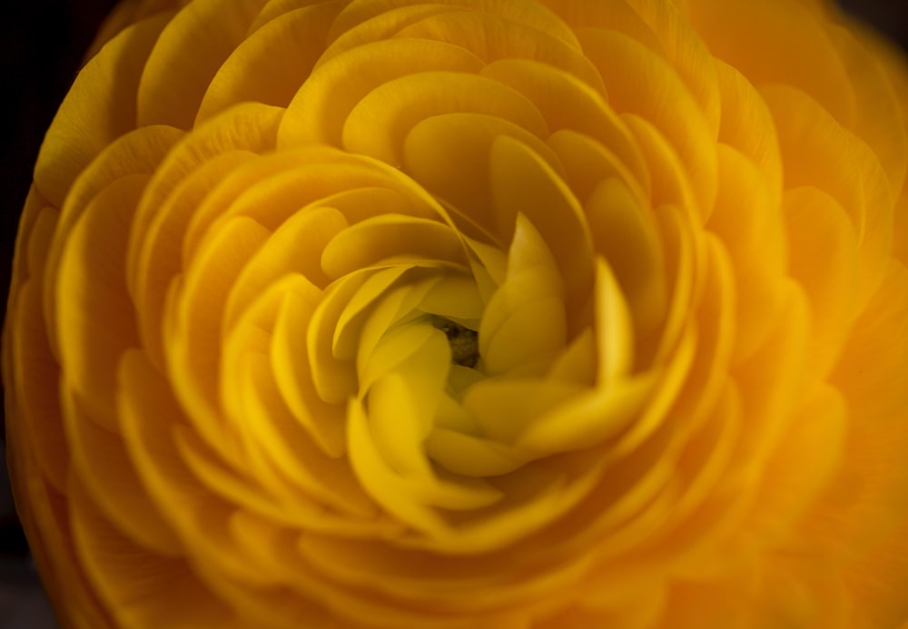 a close up of a large yellow flower