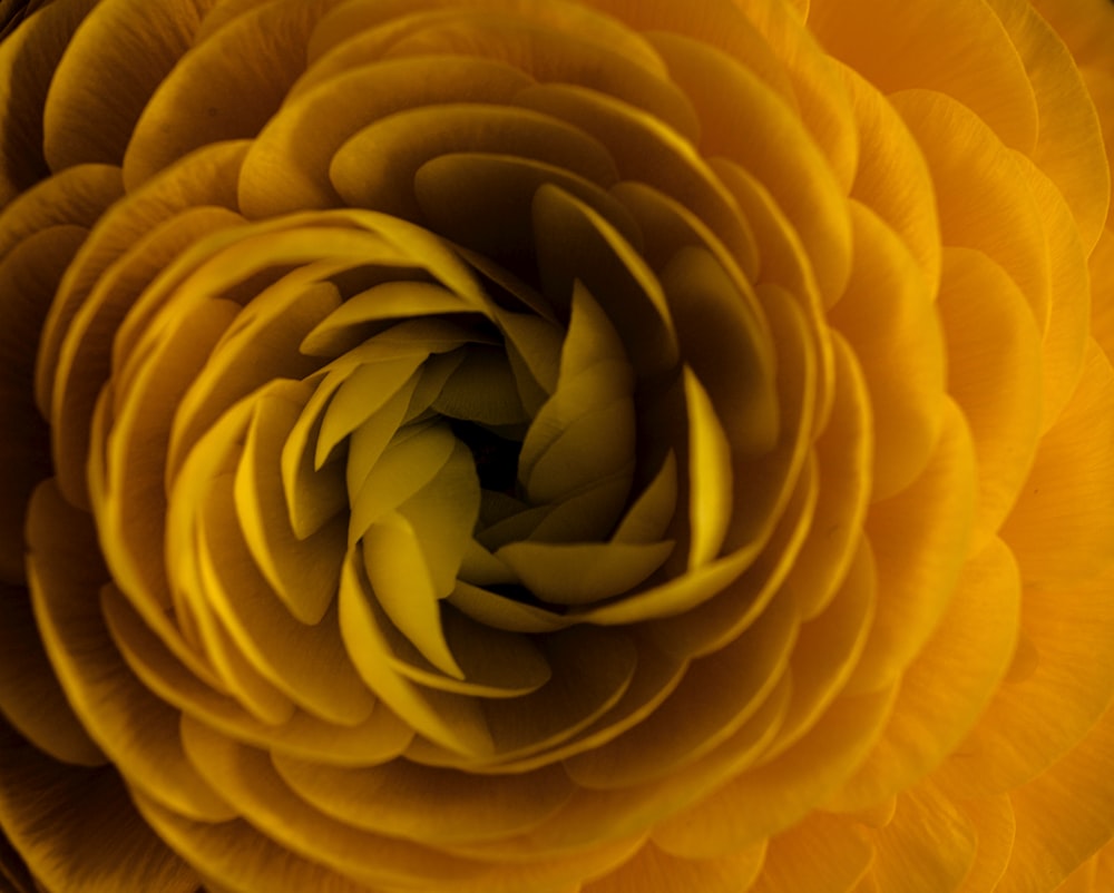 a close up of a large yellow flower