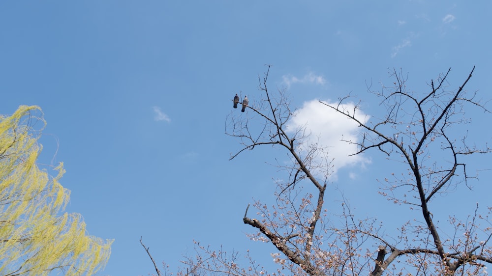 a bird is sitting on a branch of a tree