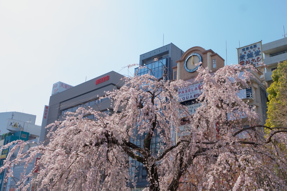 a tree with white flowers in front of a building