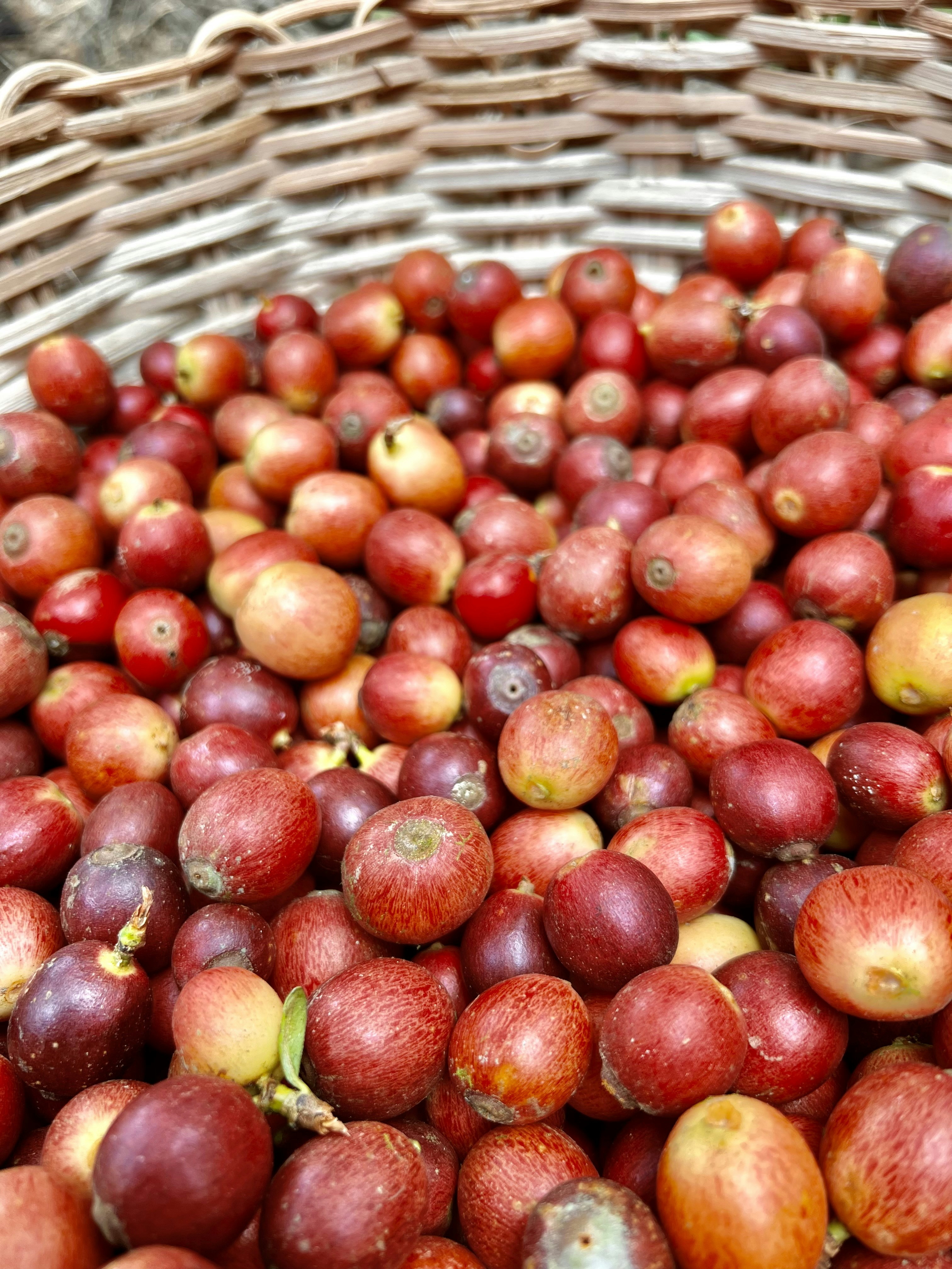 Keranjang berisi banyak apel merah
