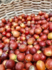 A basket filled with numerous coffee cherries displaying a variety of red hues. The basket's texture and weave are visible in the background, adding a rustic element.
