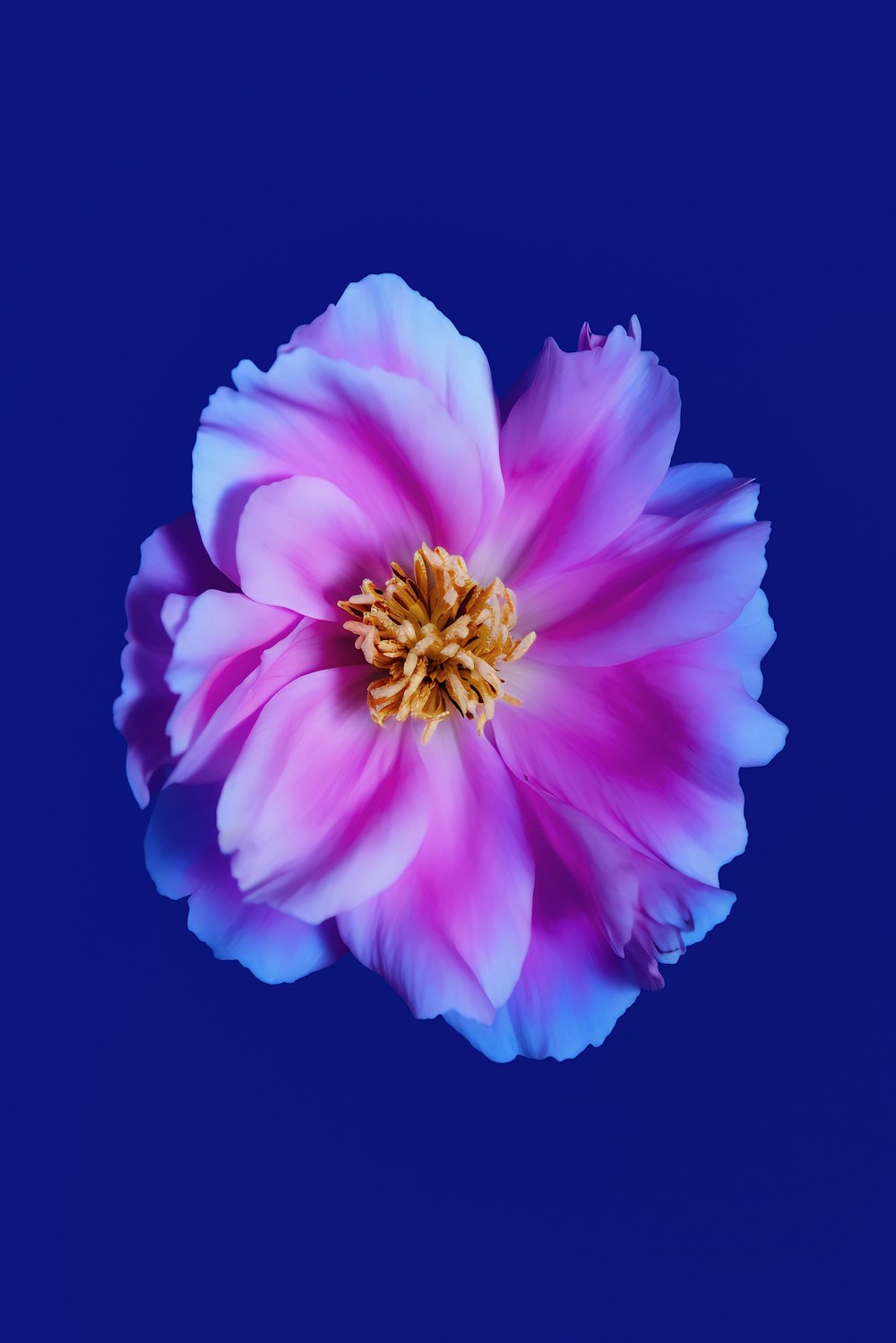 a pink flower with a yellow center on a blue background