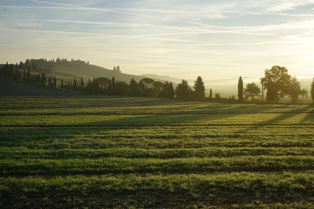 ein grasbewachsenes Feld mit Bäumen und Hügeln im Hintergrund