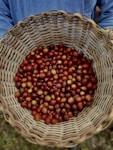 A woven basket filled with ripe, red coffee cherries is being held by someone wearing a blue shirt.