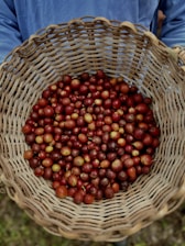 A woven basket filled with ripe, red coffee cherries is being held by someone wearing a blue shirt.