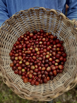 A woven basket filled with ripe, red coffee cherries is being held by someone wearing a blue shirt.