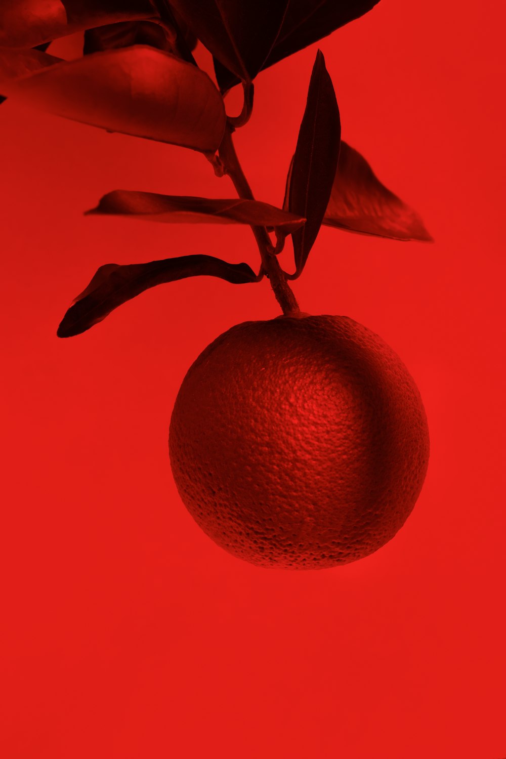 a close up of a red fruit on a tree