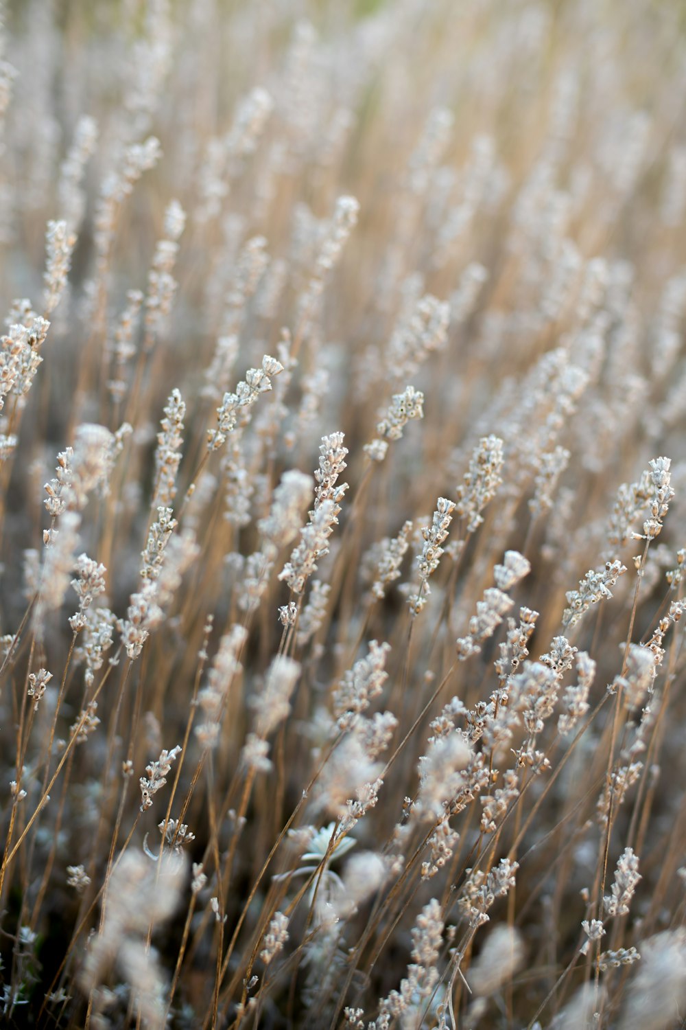 a close up of a bunch of flowers in a field