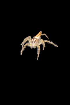 Close-up of a portfolio site with black and red accents and spider motifs.