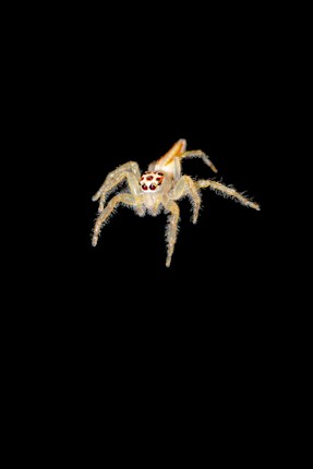 A close-up of a small, pale spider with distinct red markings on its head. It is set against a plain black background, highlighting its delicate features and multiple legs.