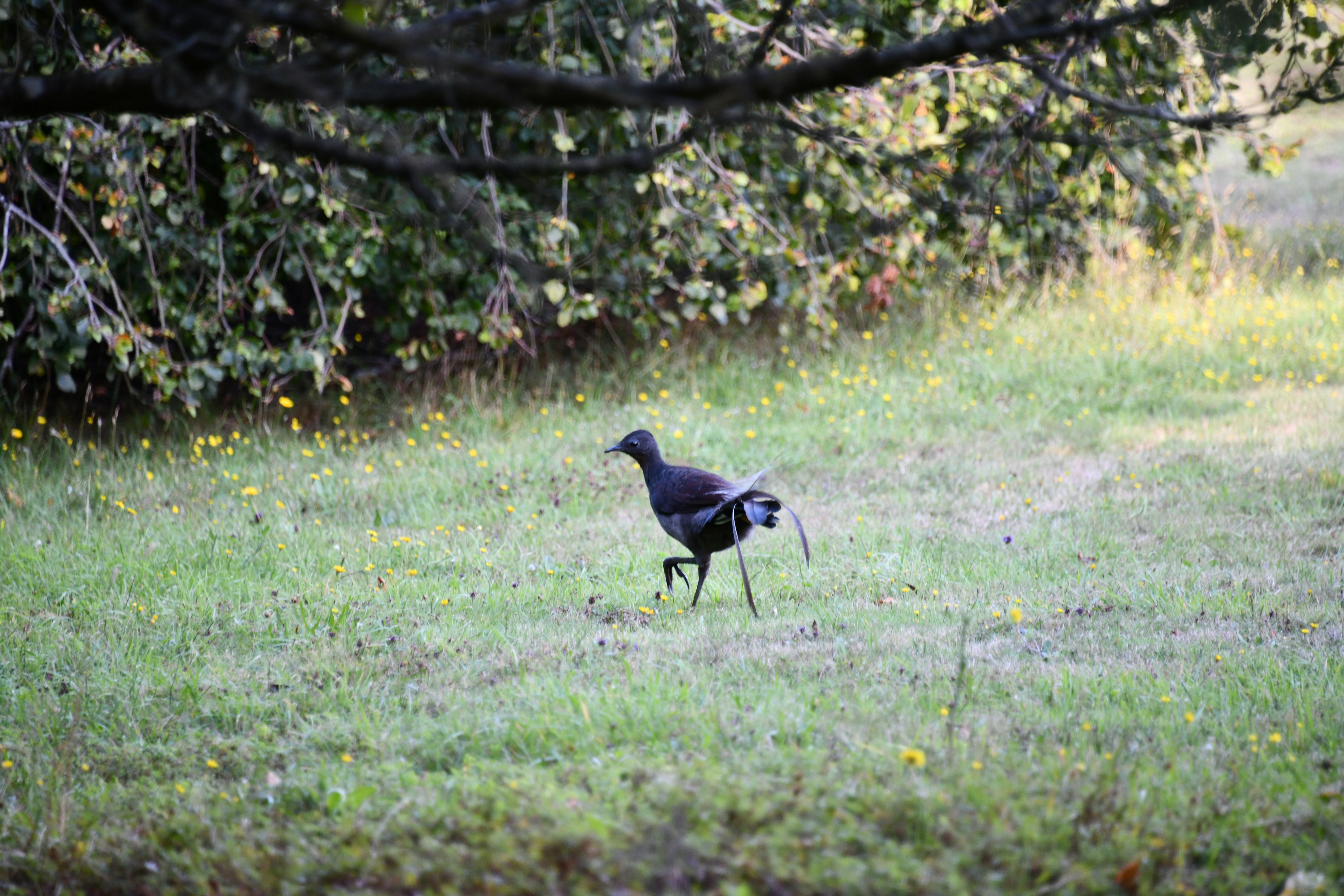 8 The Lyrebird&rsquo;s Masterful Mimicry (image credits: unsplash)