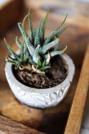 Close-up of a stylish garretas llc ceramic plant pot with a blooming succulent inside.
