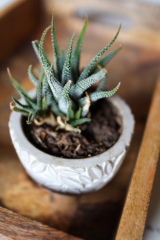 A close-up of a sturdy, hand-painted ceramic pot with a small green plant inside, sitting on a wooden table.
