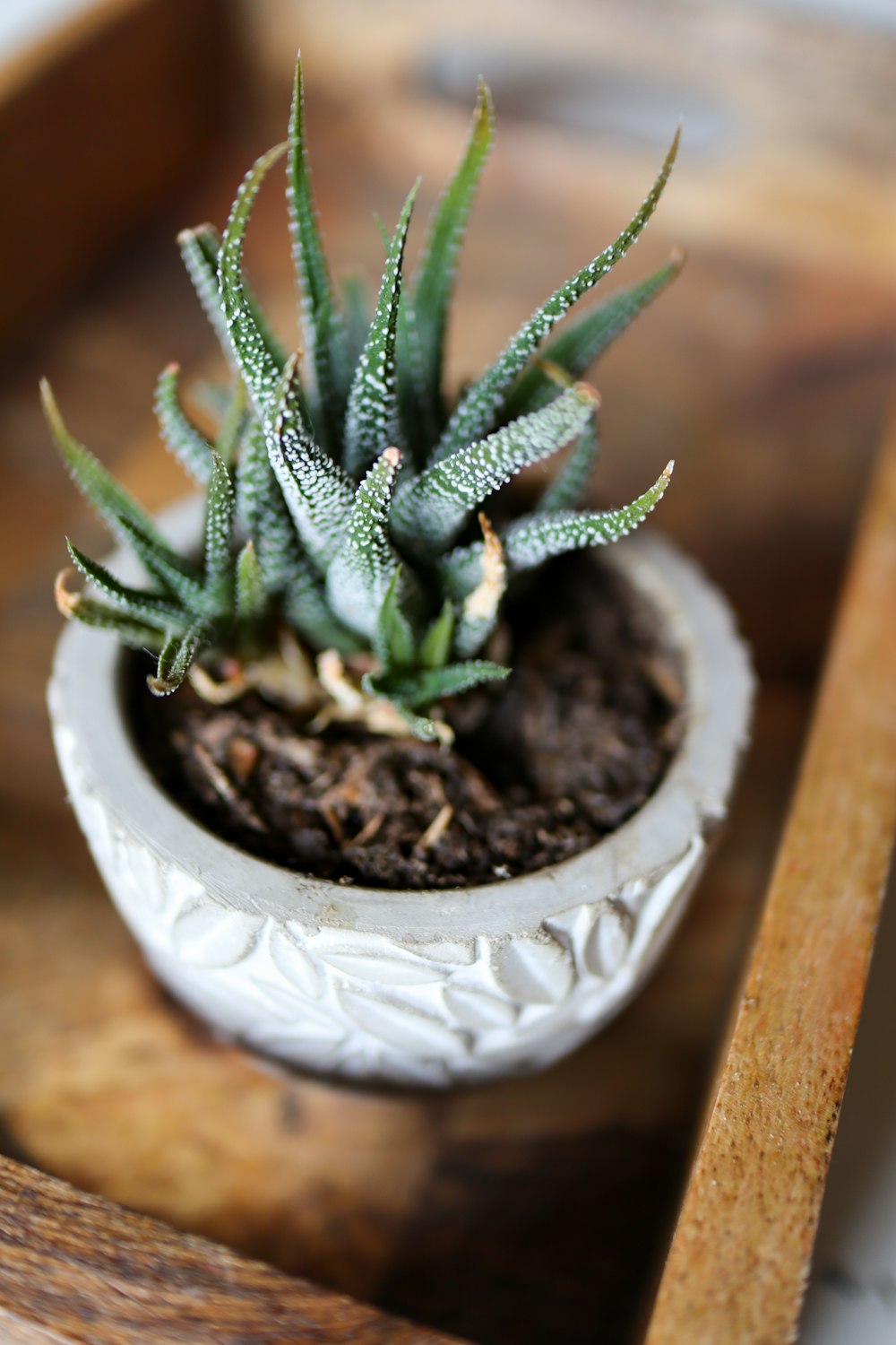 a small potted plant sitting on a wooden tray
