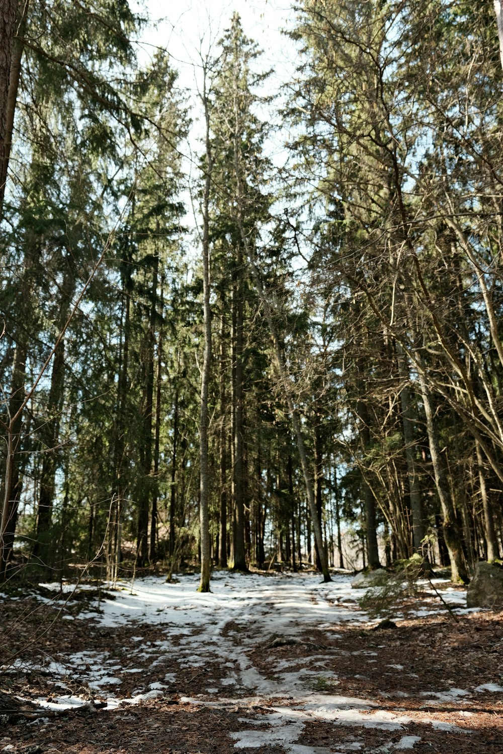 a snow covered forest with lots of tall trees