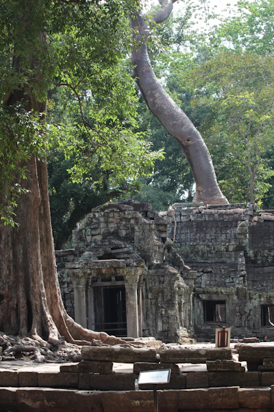 Towering tree growing directly out of a Ta Prohm temple gallery (via Unsplash)