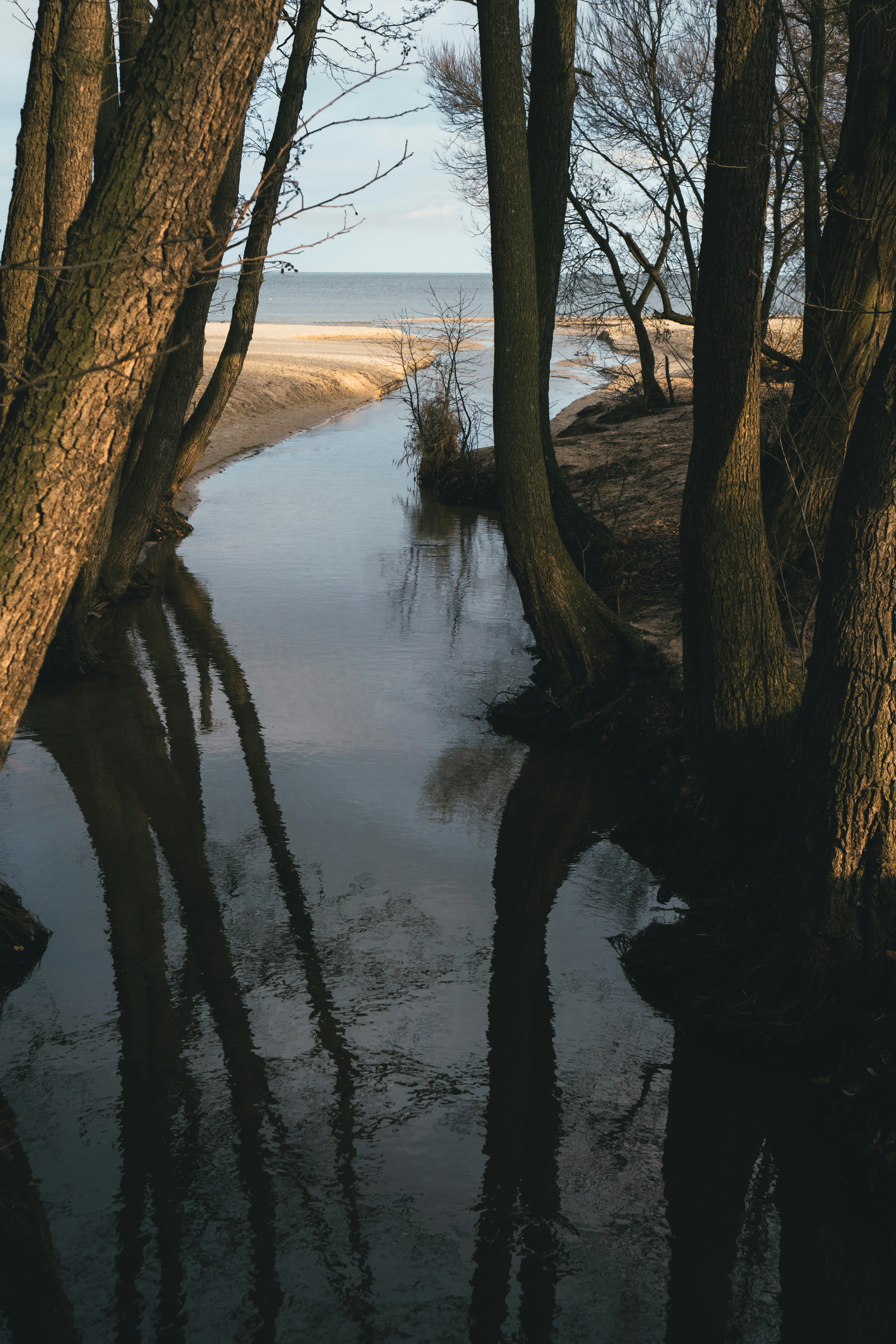 Ein Fluss, der durch einen Wald voller Bäume fließt