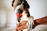 A dog is gently holding onto a person's arm while being fed a strawberry placed on a fork. The dog's eyes are closed, conveying a moment of enjoyment or contentment.