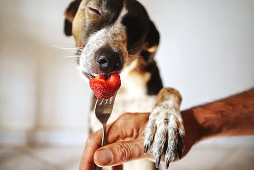 A dog is gently holding onto a person's arm while being fed a strawberry placed on a fork. The dog's eyes are closed, conveying a moment of enjoyment or contentment.