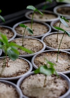 A collection of young seedlings sprouting from small pots filled with soil. The seedlings have delicate green leaves and are evenly spaced in rows. The focus is on the growth of new plants, with a few leaves appearing prominently.