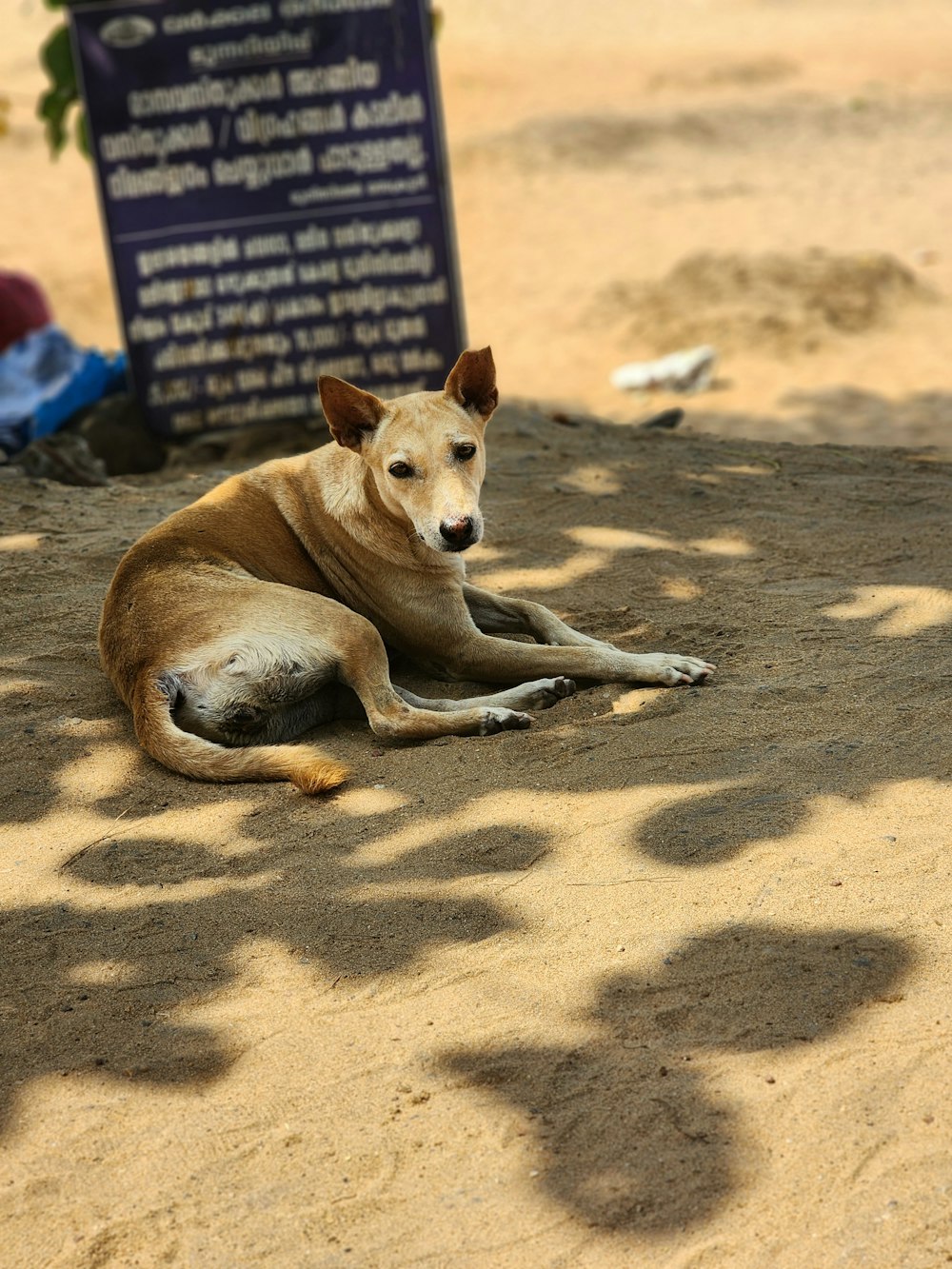 Ein brauner Hund, der auf einem Sandstrand liegt