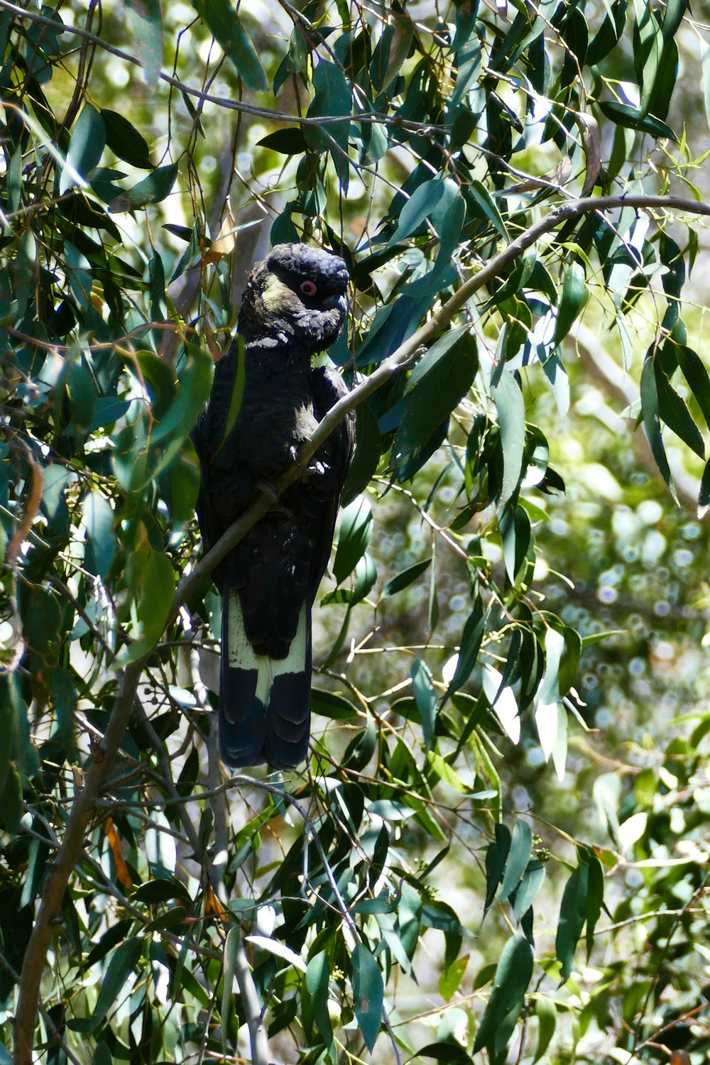 a black and white bird sitting in a tree