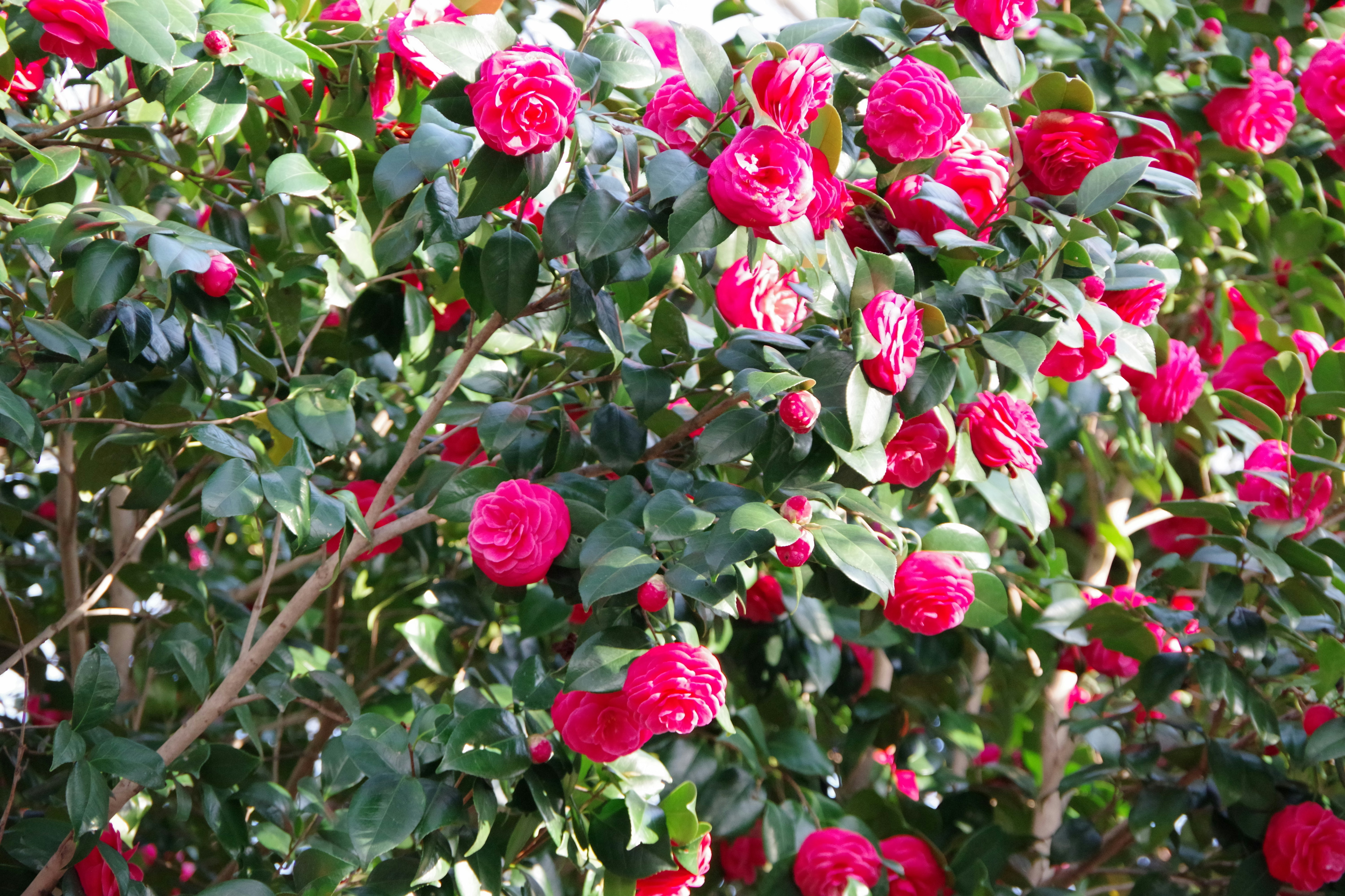 Photo by manikandan_s