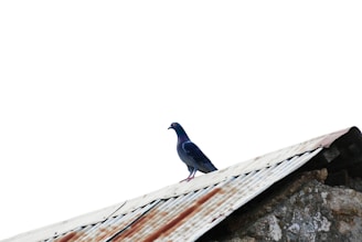 A technician carefully cleaning a rooftop to remove pigeon droppings under a clear blue sky.