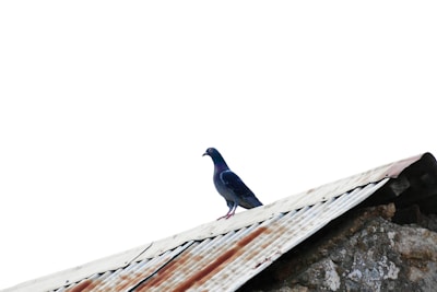 A technician carefully cleaning a rooftop to remove pigeon droppings under a clear blue sky.