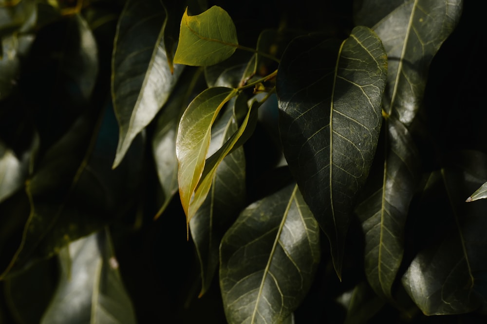 a close up of leaves on a tree