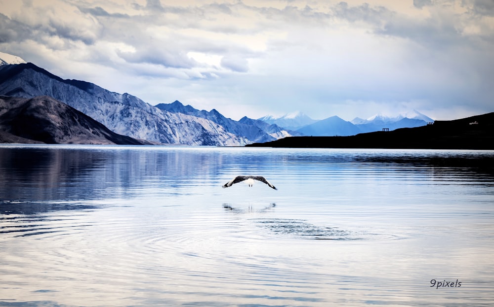 a bird flying over a body of water with mountains in the background