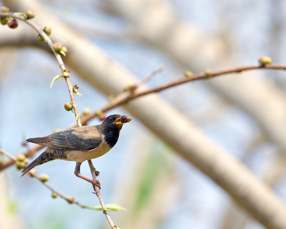 a bird sitting on a branch of a tree