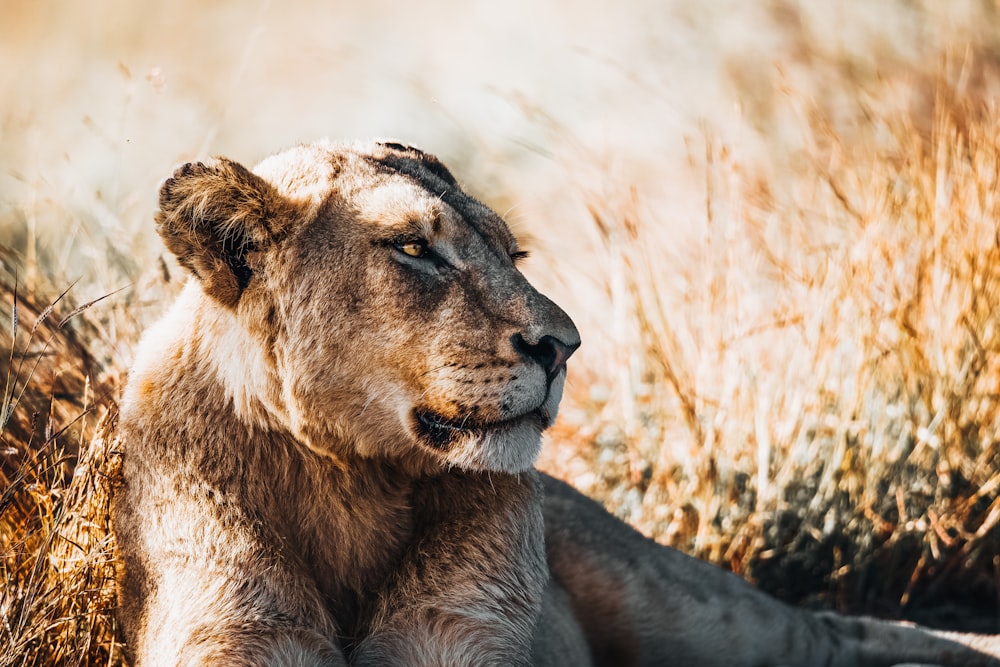 a close up of a lion laying in the grass