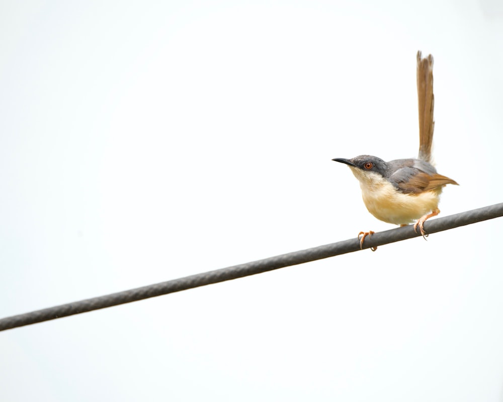 a small bird sitting on top of a power line