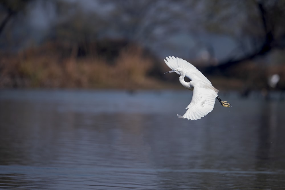 Ein weißer Vogel, der über ein Gewässer fliegt