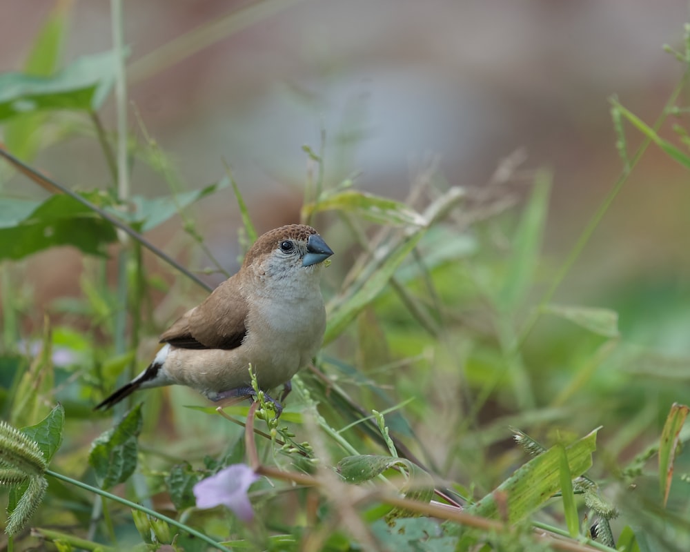 a small bird sitting on top of a lush green field