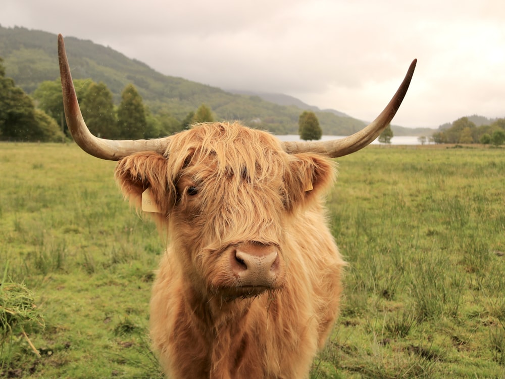 a brown cow with long horns standing in a field