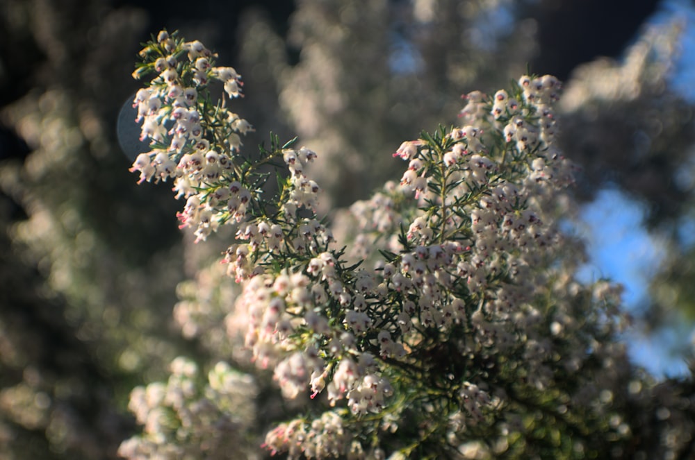 a close up of a tree with white flowers