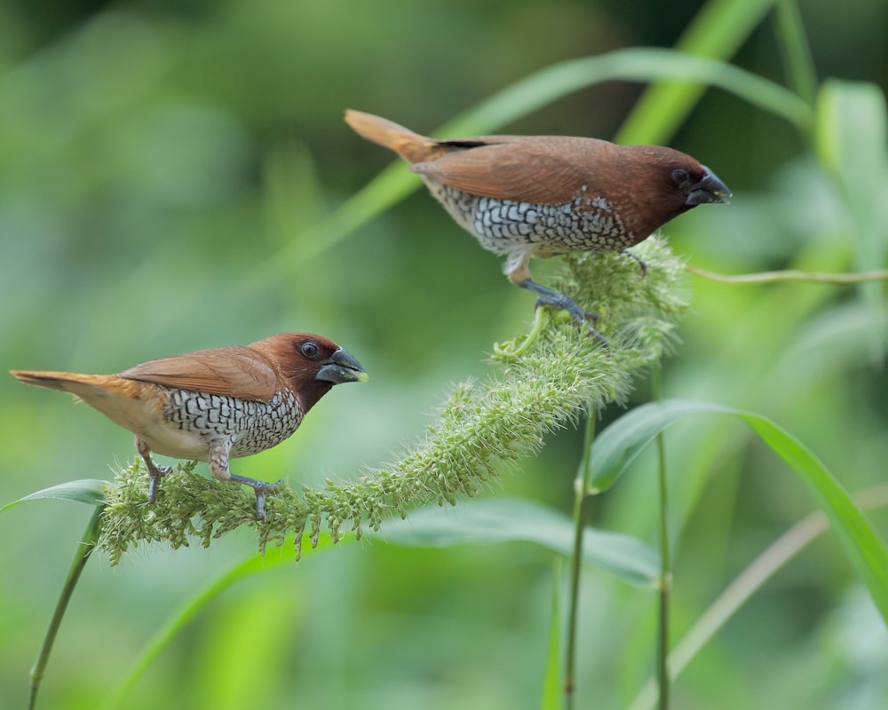 a couple of birds sitting on top of a green plant