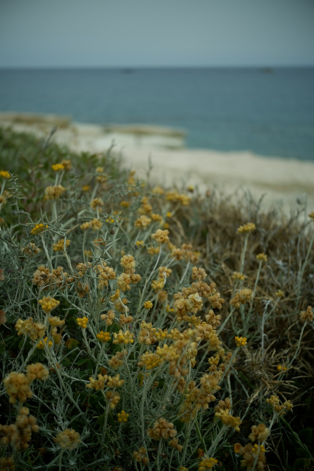 a bunch of flowers that are by the water