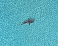 a shark swimming in a pool of water